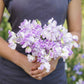 sweet pea spencer pulsar