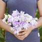 sweet pea spencer pulsar