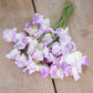 sweet pea spencer pulsar