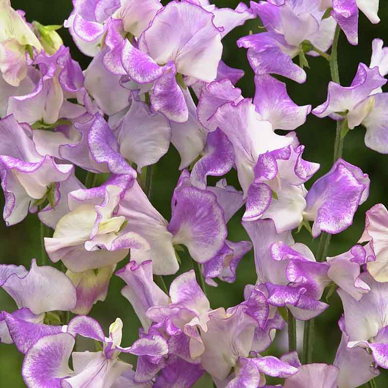 sweet pea spencer pulsar