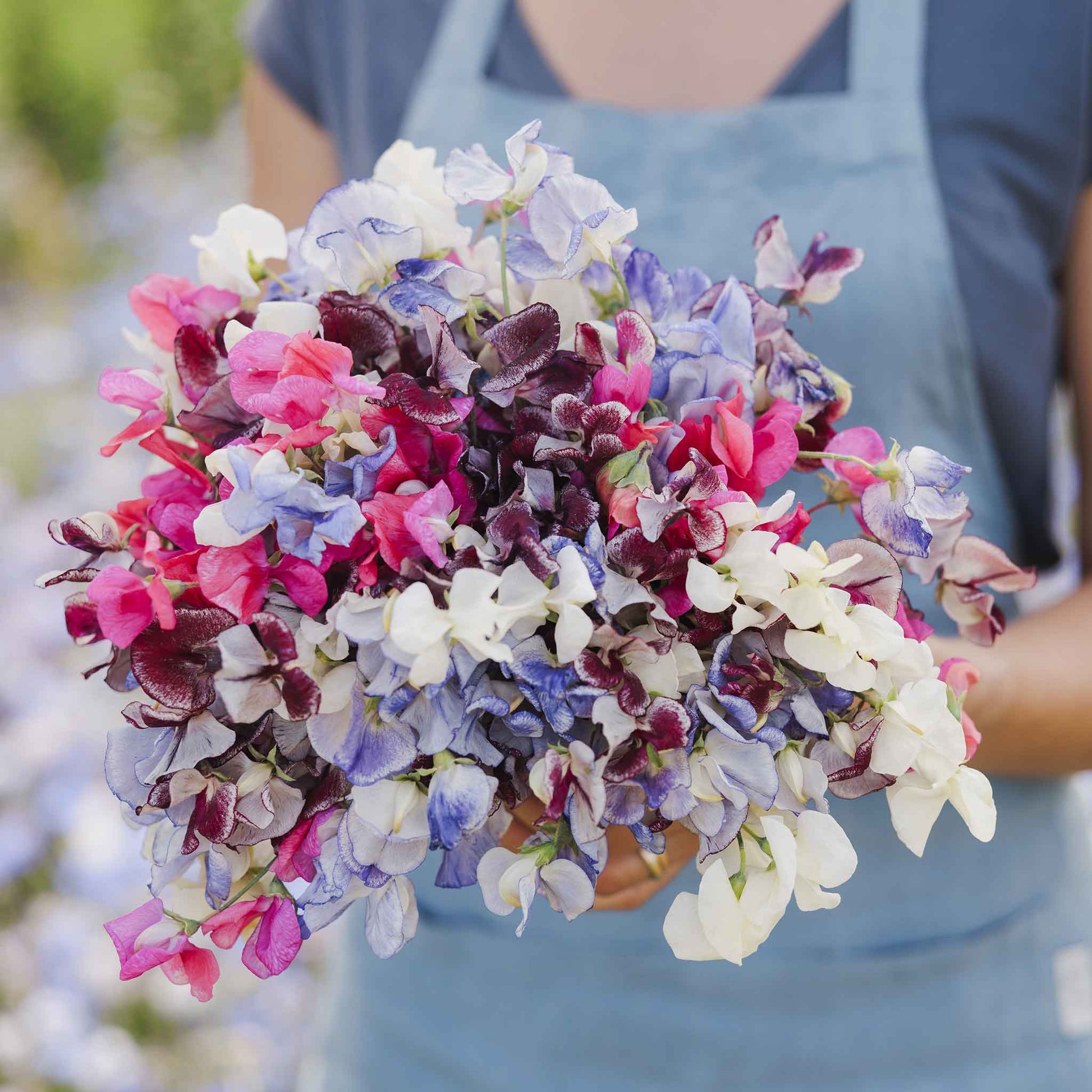 sweet pea plant seeds Bulk Sweet Pea Seeds
