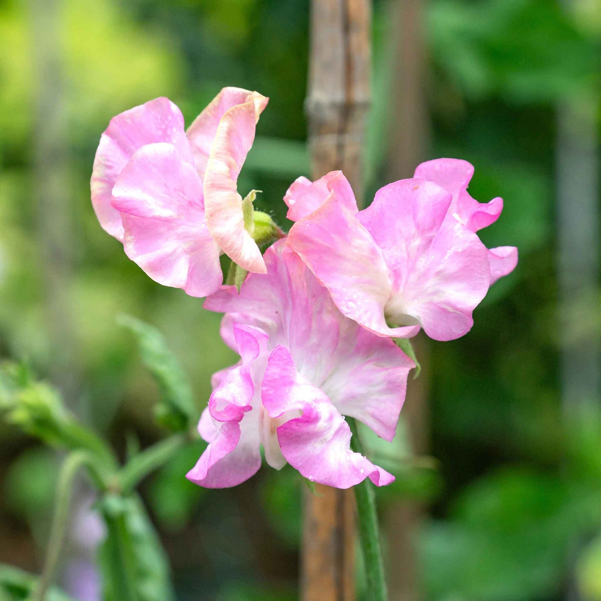 sweet pea flower seeds for sale Bulk Sweet Pea Seeds - Royal Maroon