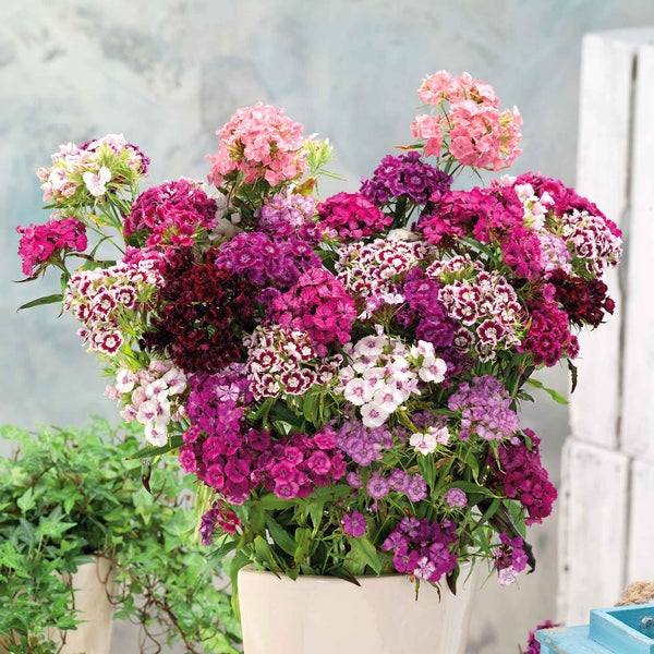 sweet william from seed to flower Bulk Sweet William Seeds - Tall Double Mix