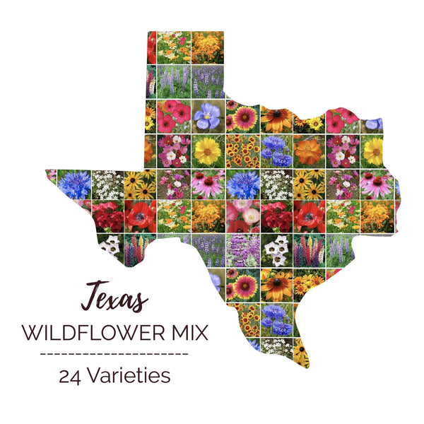 central texas wildflower seed mix Bulk Texas Wildflower Seed Mix