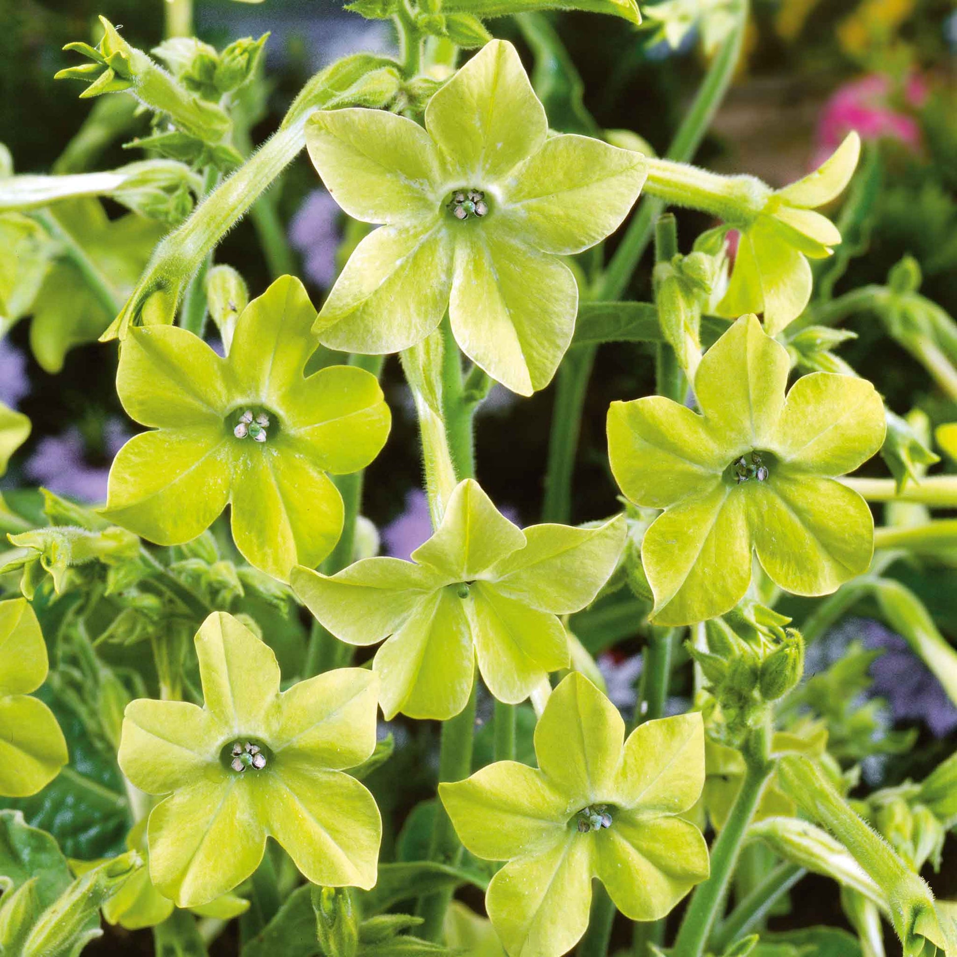 wild tobacco flower Bulk Tobacco Flower Seeds wild tobacco flower Bulk Tobacco Flower Seeds