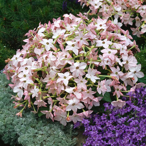 saratoga tobacco Full Cigarettes SFTAB114 Bulk Tobacco Seeds - Saratoga