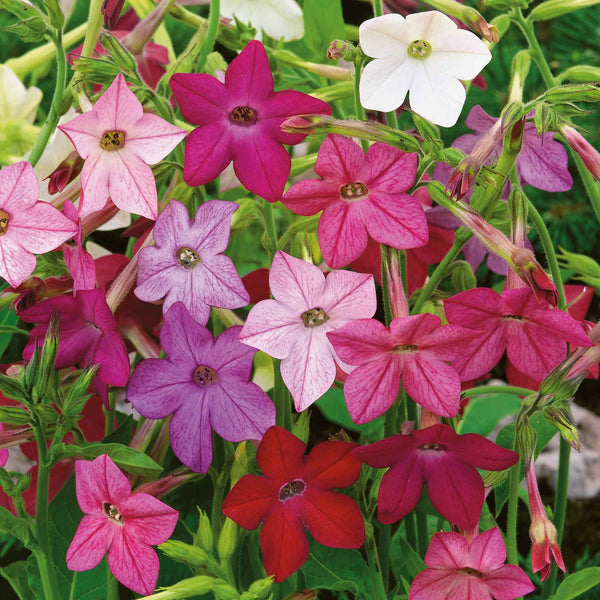 chewing tobacco plants for sale Bulk Tobacco Seeds - Sensation Mix