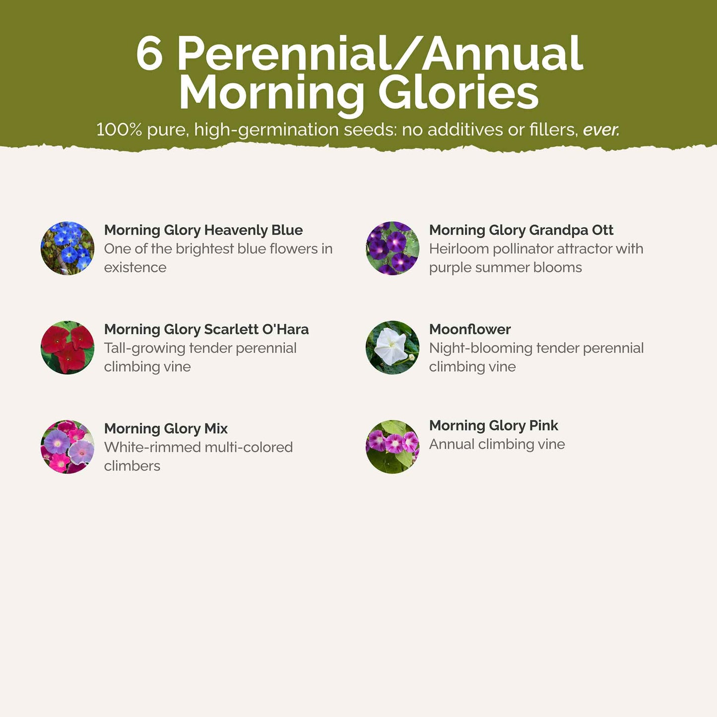 morning glory seed effects Bulk Morning Glory Flower Seed Mix