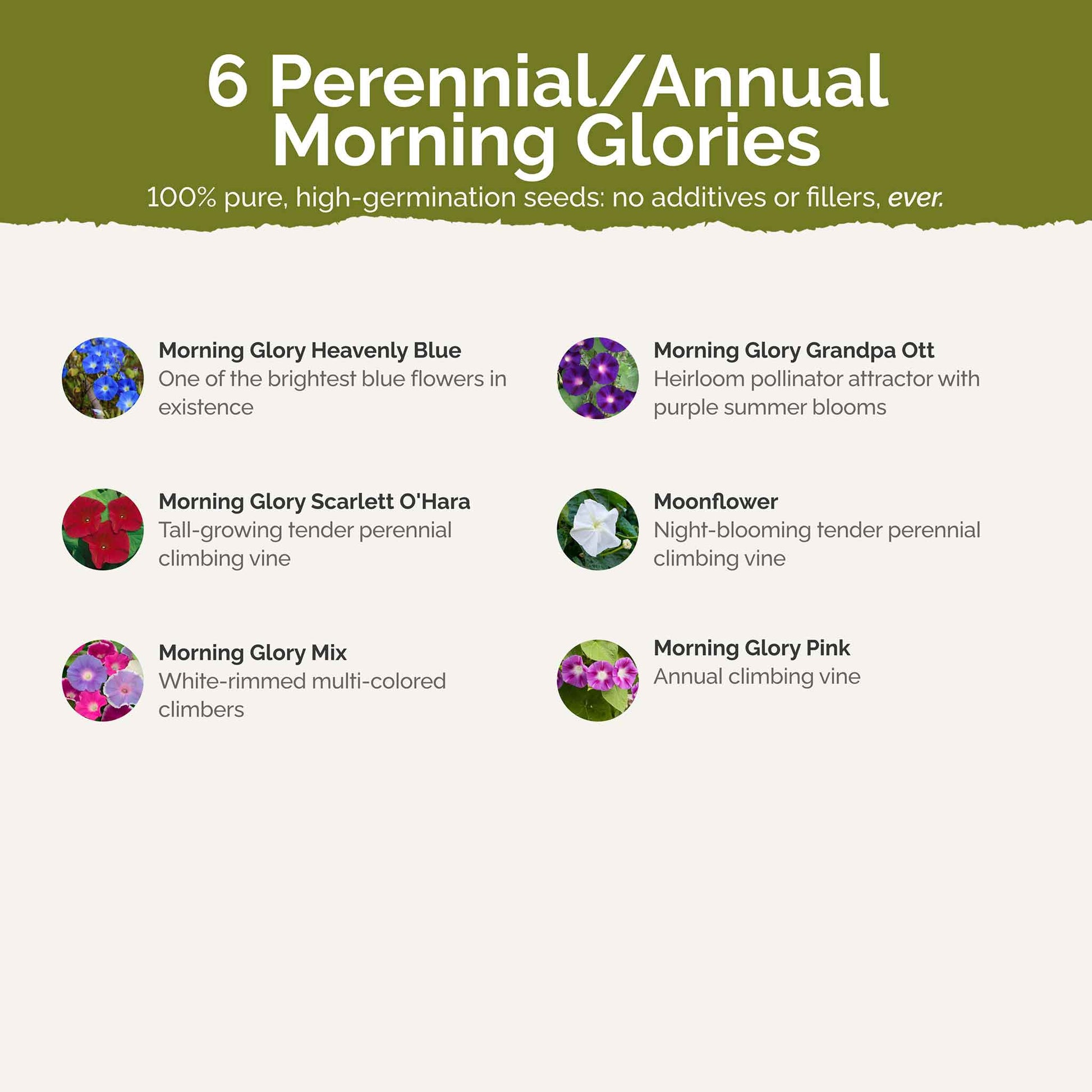 morning glory seeds dosage Bulk Morning Glory Flower Seed Mix