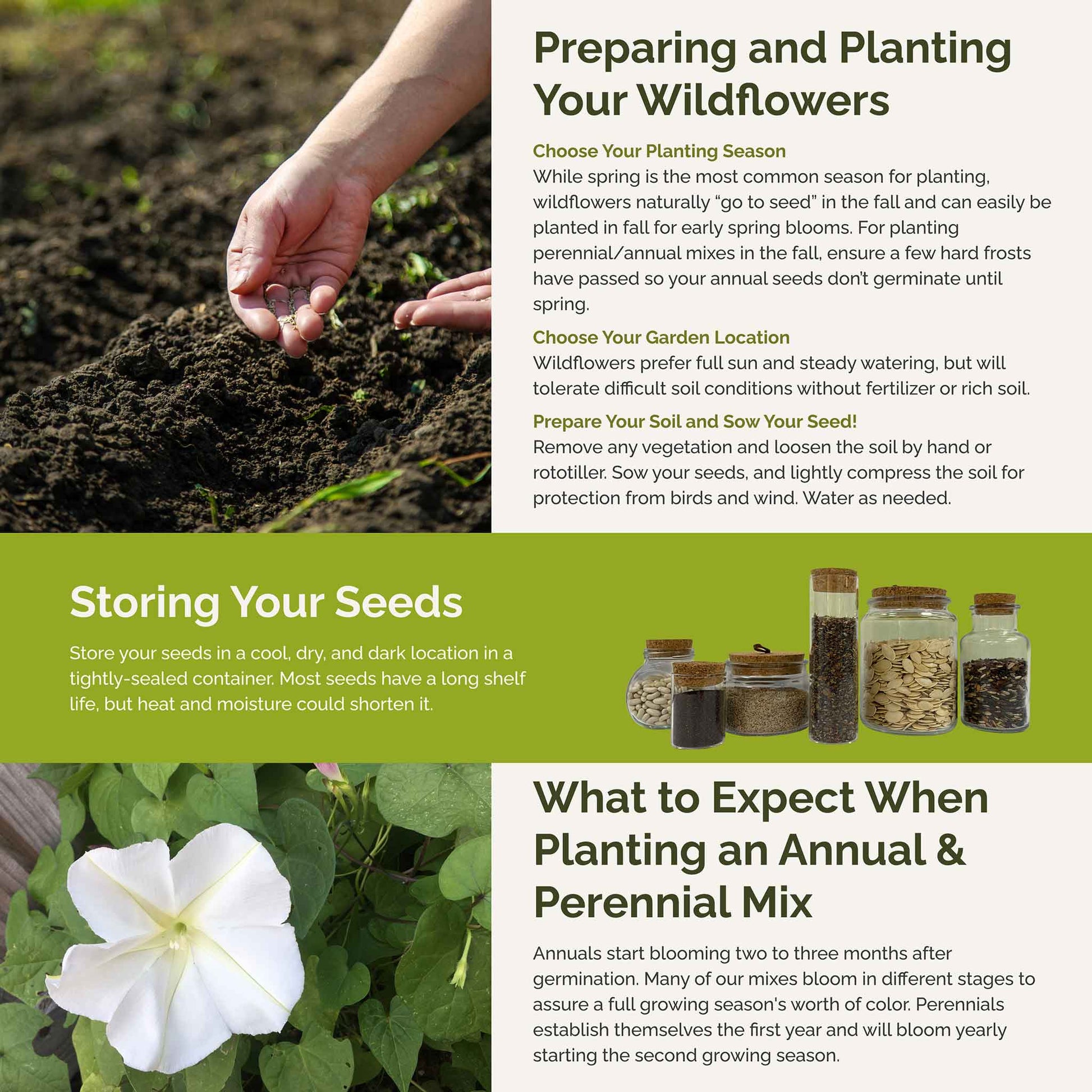 eating morning glory seeds Bulk Morning Glory Flower Seed Mix