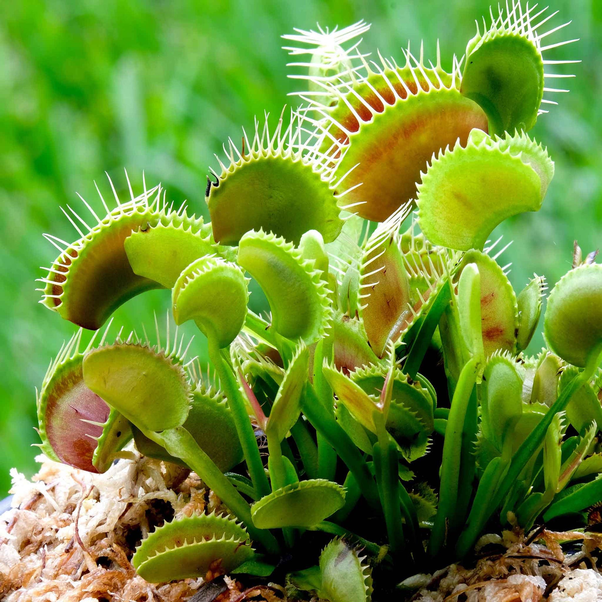 venus flytrap seeds carnivorous beauty an excellent indoor plant Venus Flytrap Seeds| Flower Seeds