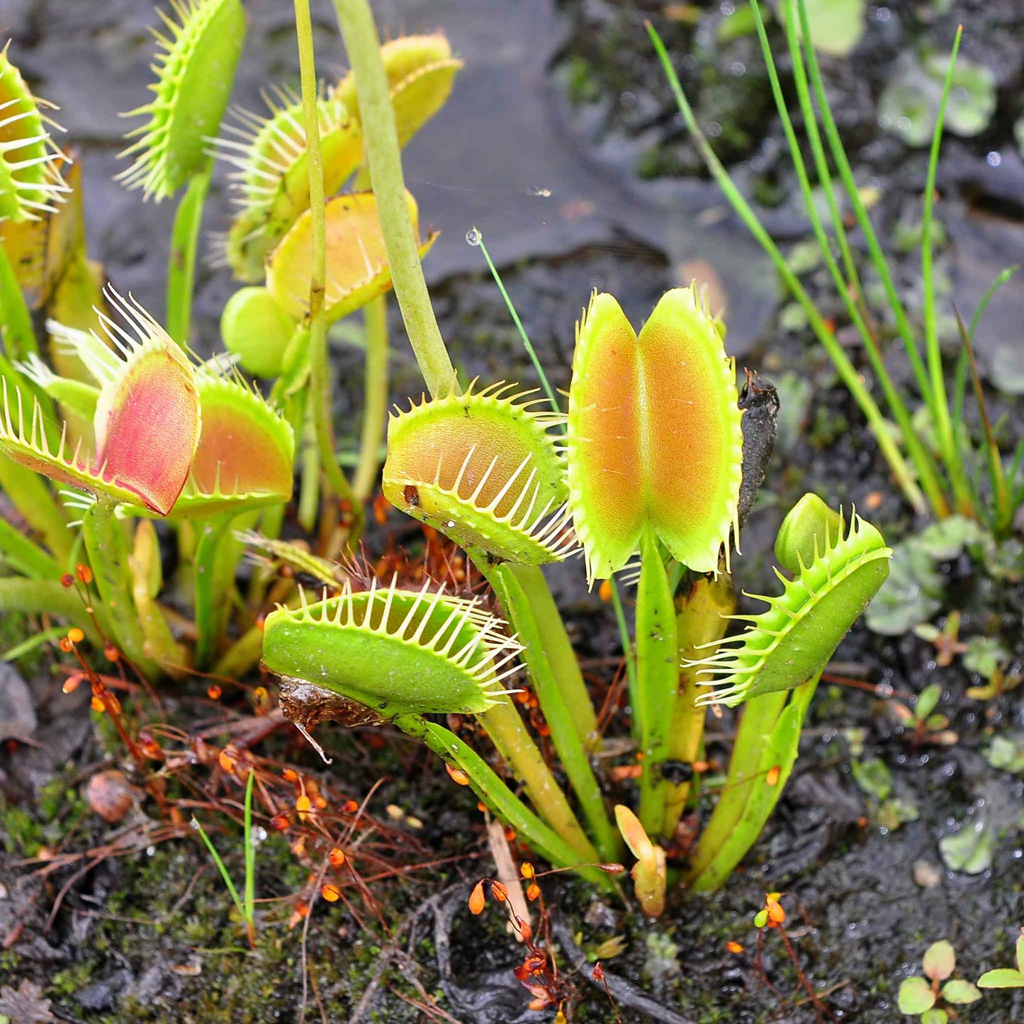 fly trap plant seeds Venus Flytrap Seeds| Flower Seeds
