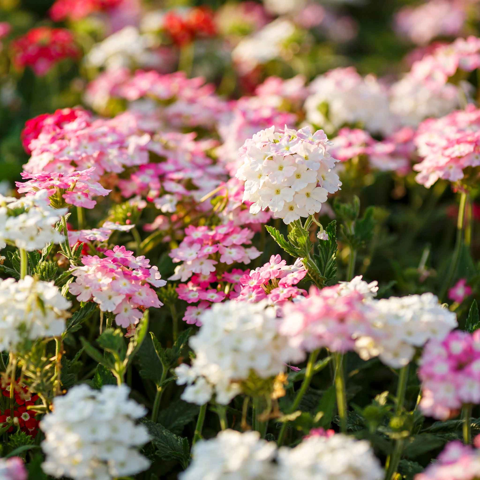 plant verbena from seed Bulk Verbena Seeds