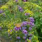 verbena purpletop
