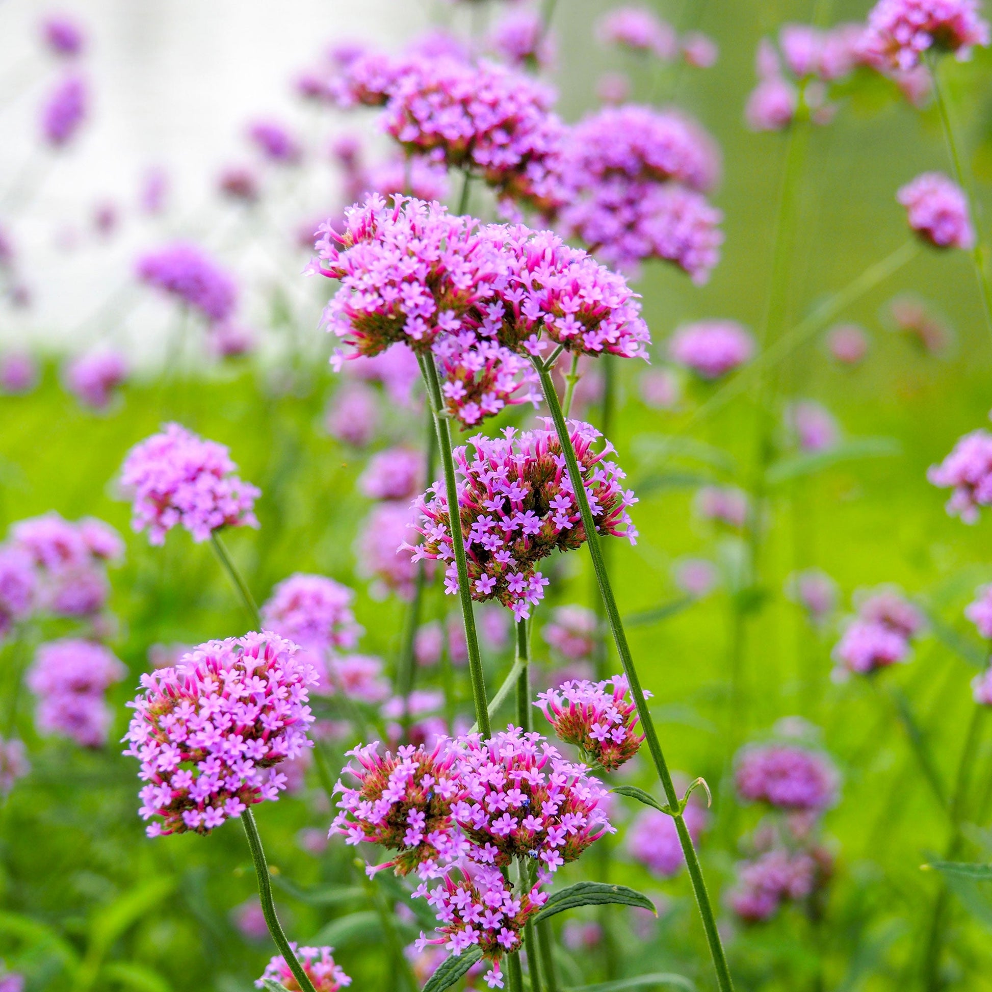 rose verbena seeds Bulk Verbena Seeds