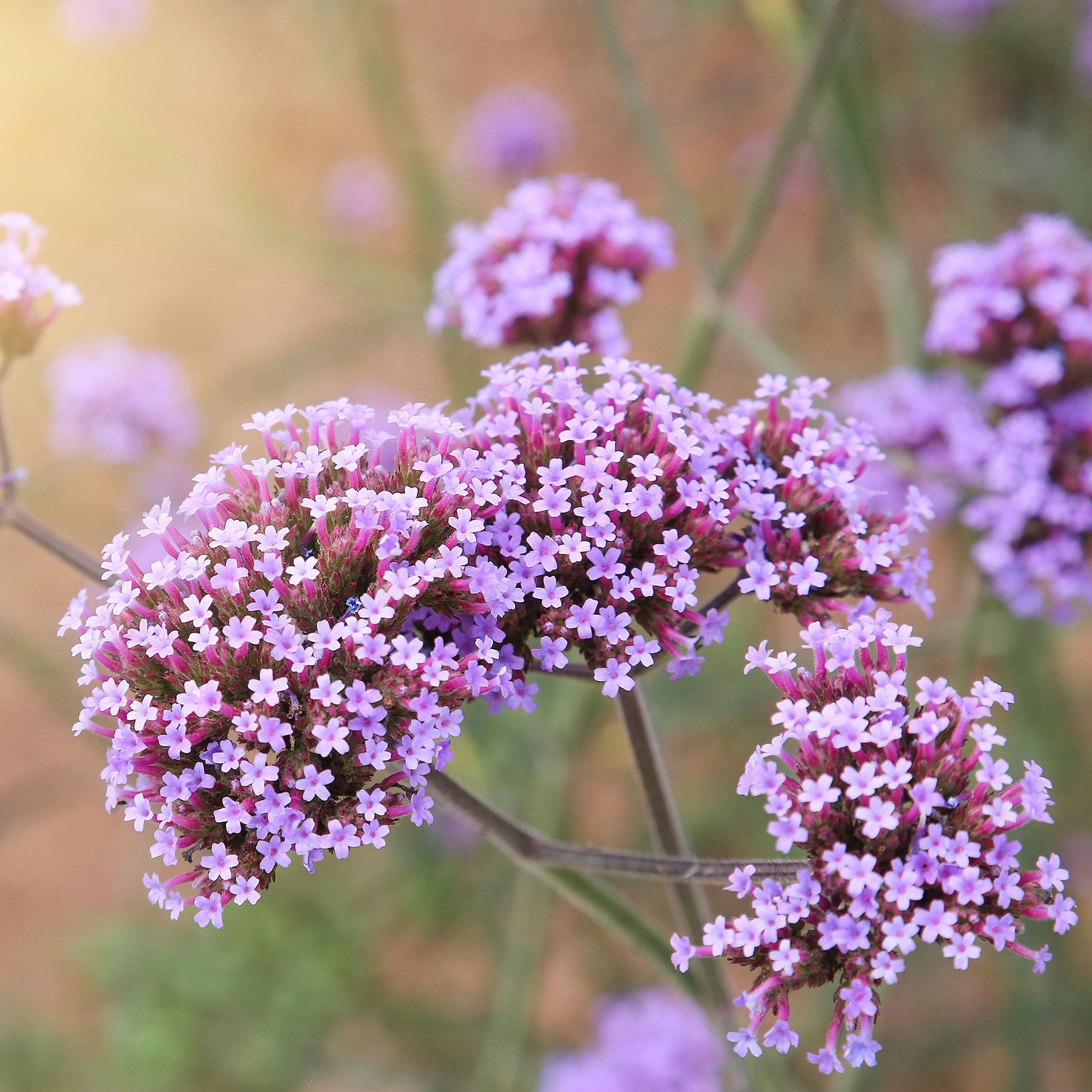 rose verbena seeds Bulk Verbena Seeds