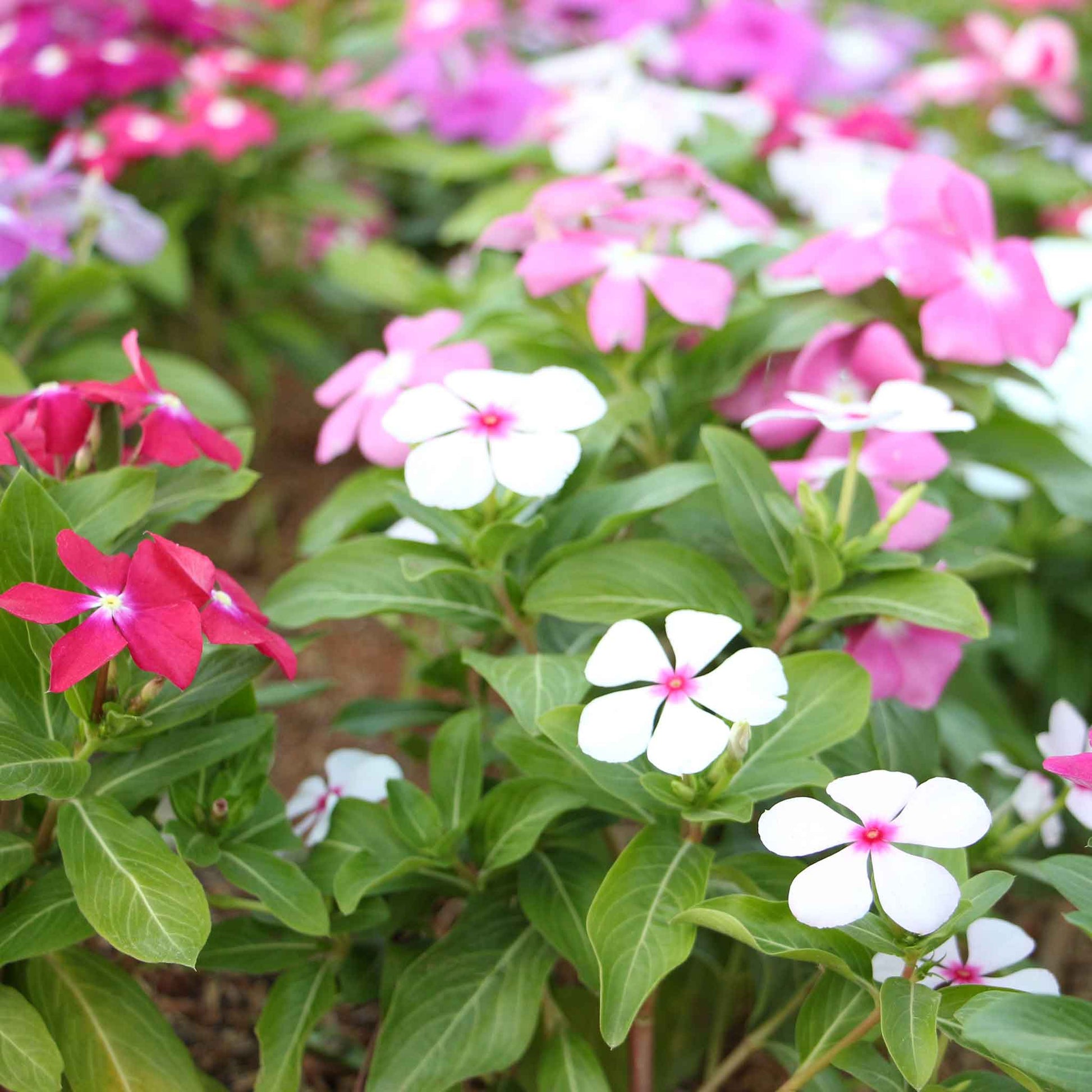 planting periwinkle seeds Bulk Vinca Seeds