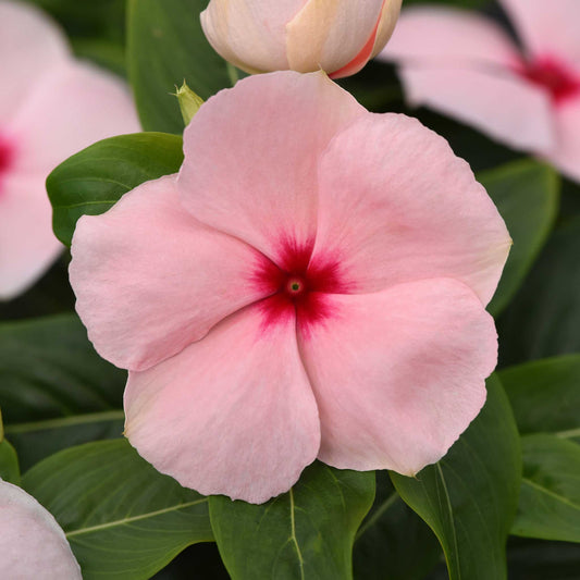 Bulk Vinca Seeds - Valiant Apricot