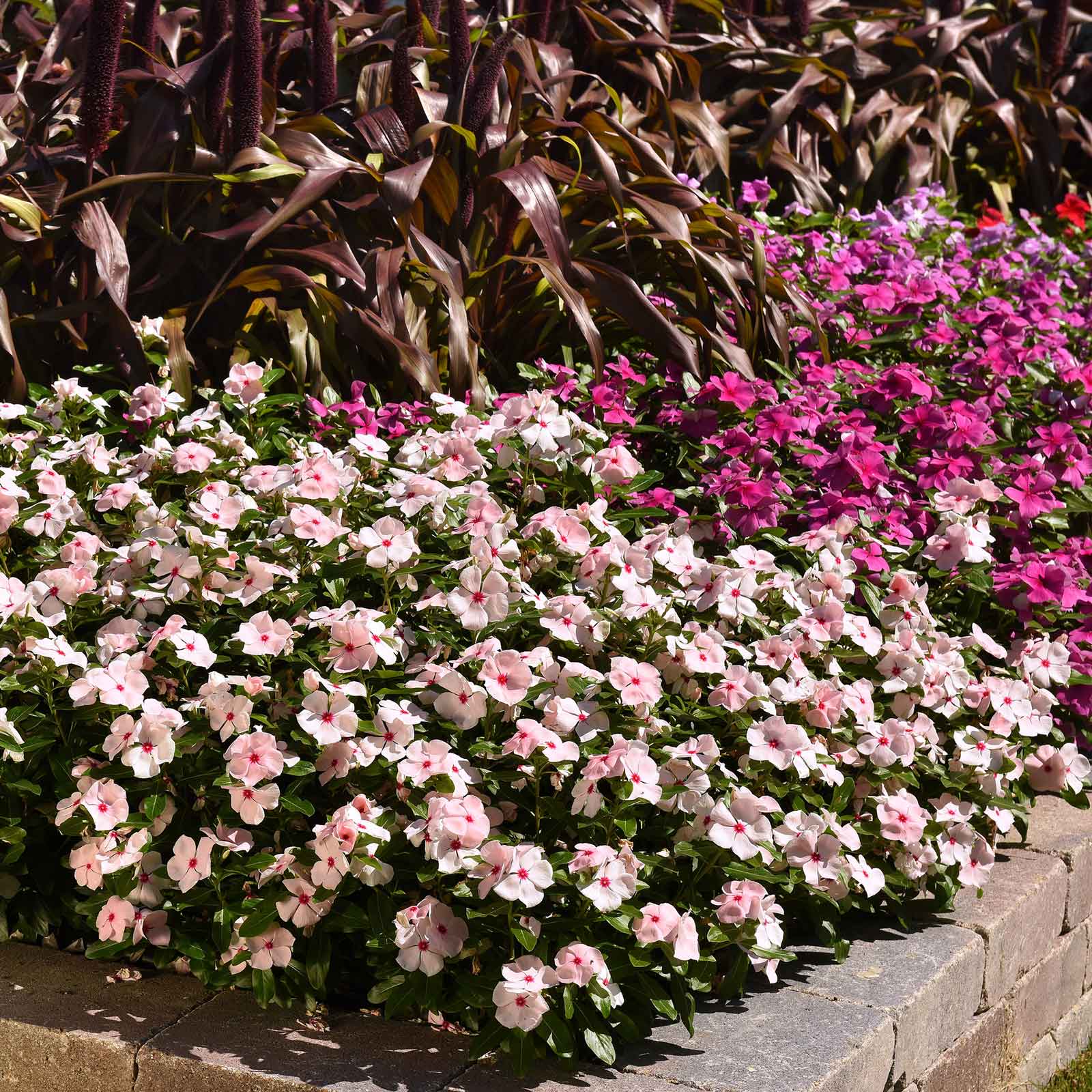 vinca flower seeds for sale Bulk Vinca Seeds