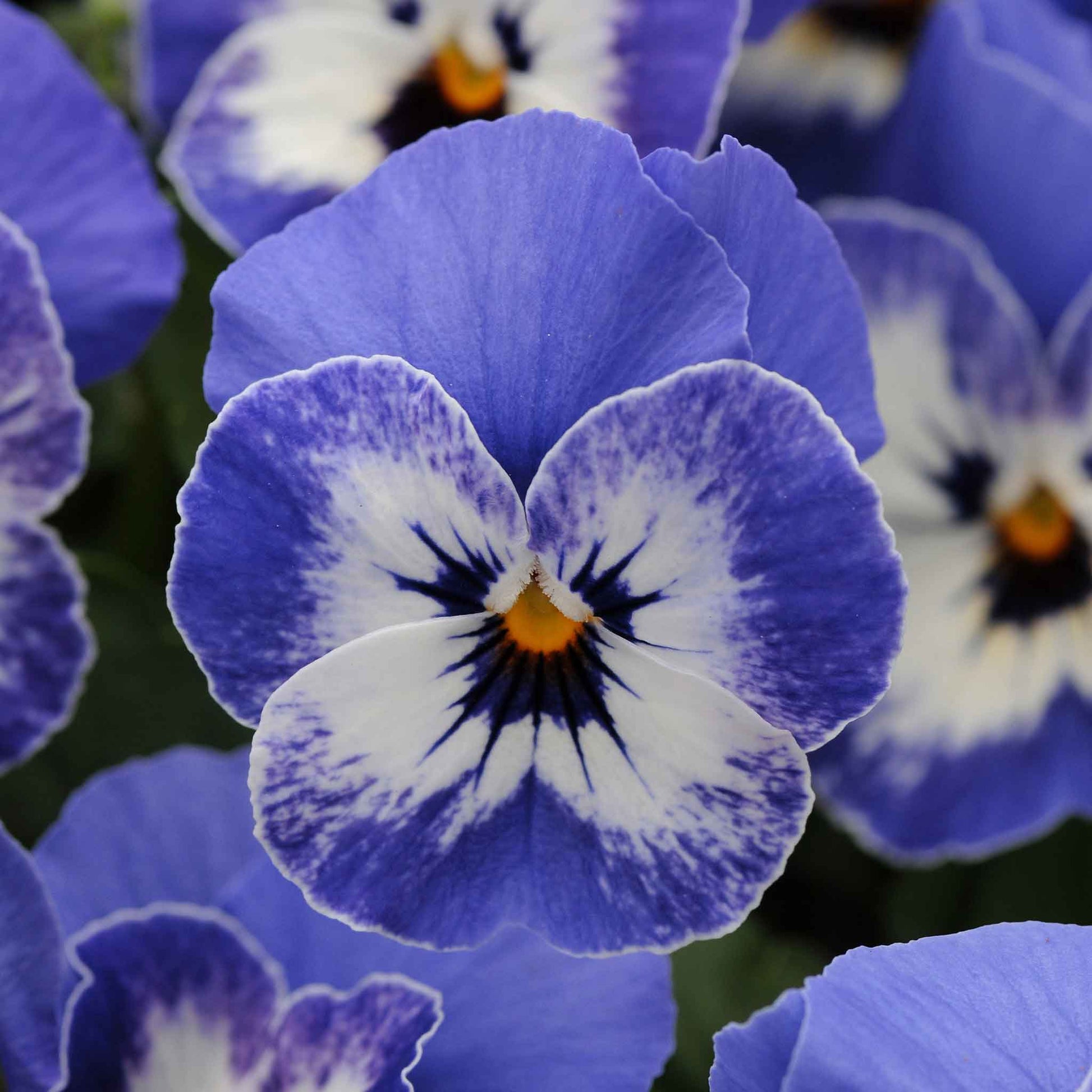viola plant seeds Bulk Viola Seeds - Sorbet XP Delft Blue | Flower Seeds