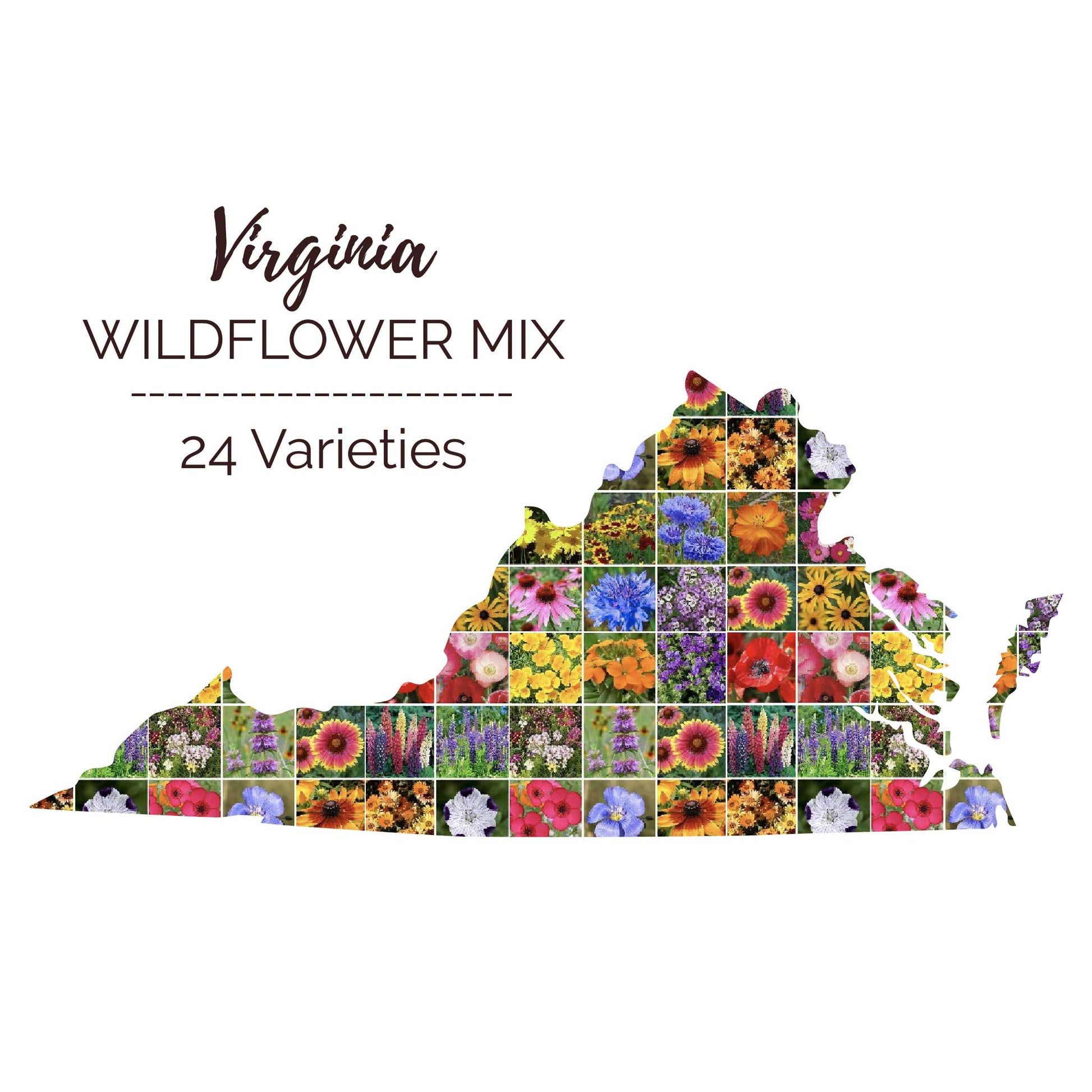 virginia wildflowers seeds Bulk Virginia Wildflower Seed Mix 1 Pound