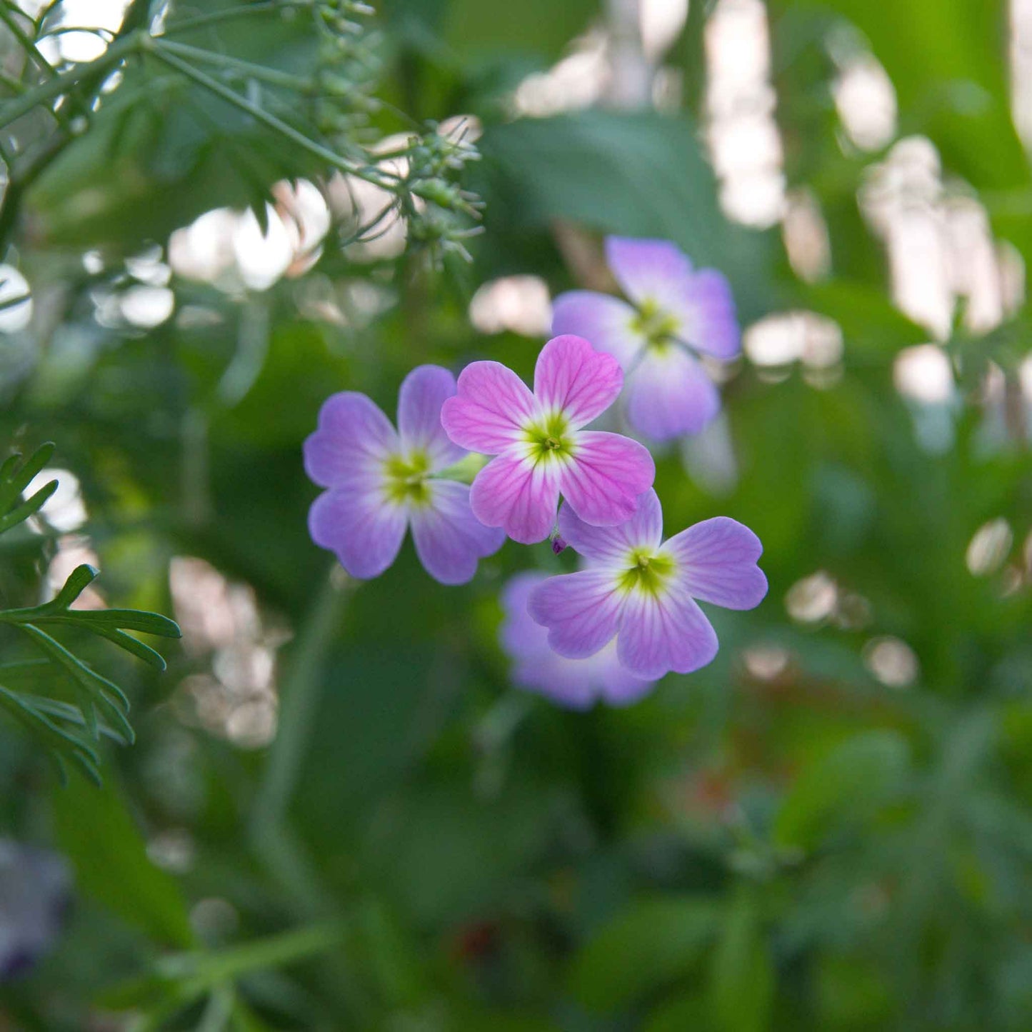 stock flower seed Bulk Virginia Stock Seeds Packet
