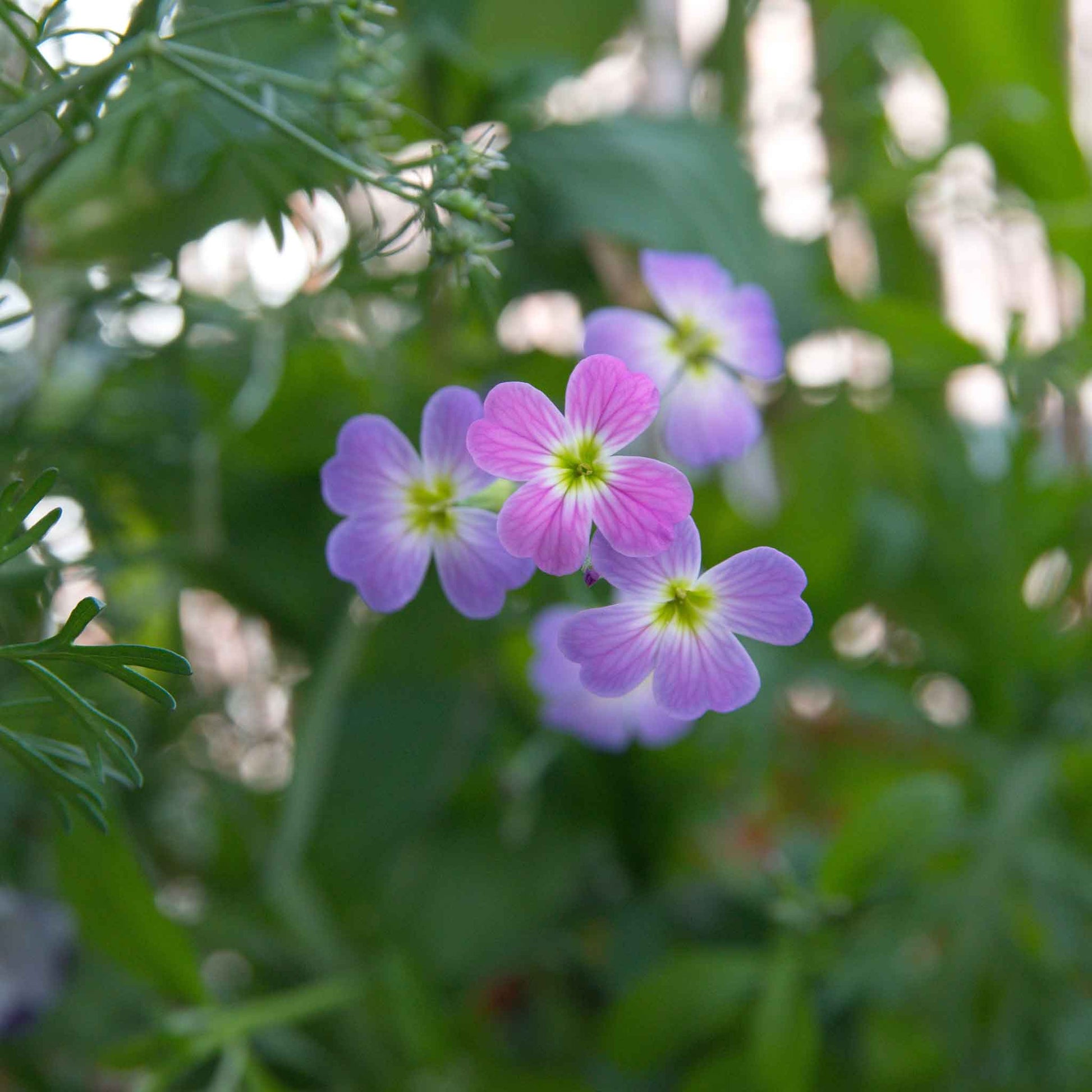 virginia wildflower seeds bulk Bulk Virginia Stock Seeds Packet