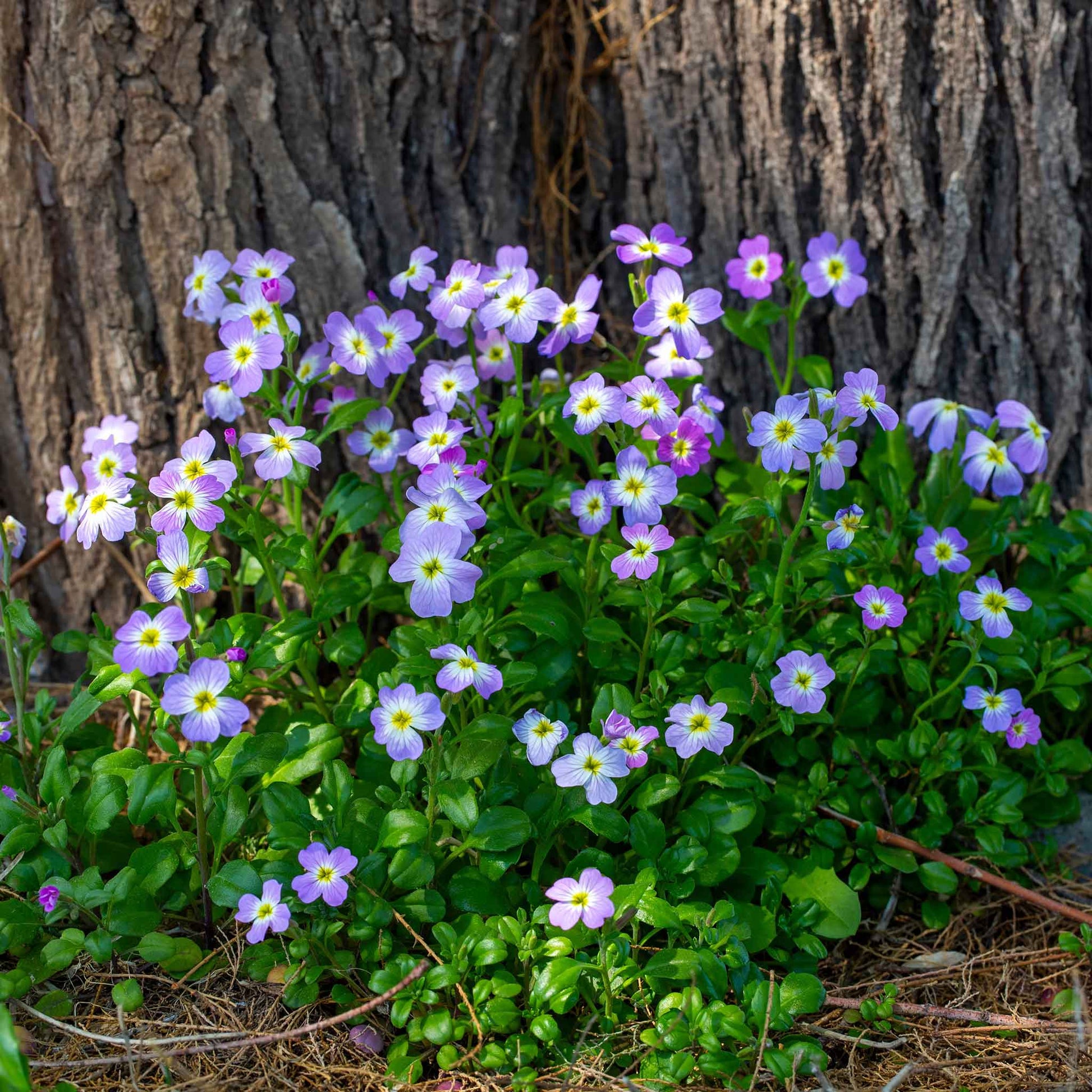 virginia stock flower seeds Bulk Virginia Stock Seeds Packet