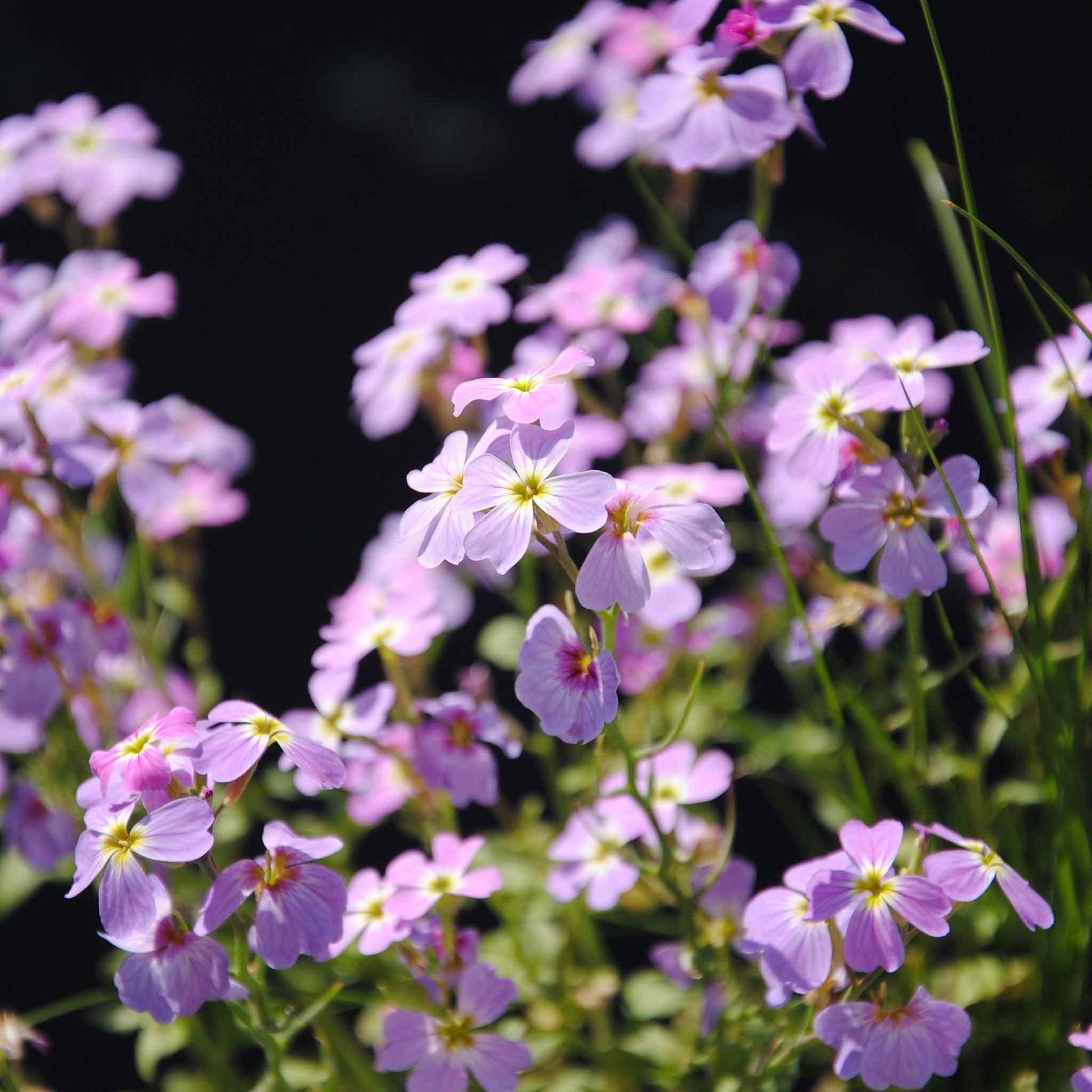virginia wildflowers seeds Bulk Virginia Stock Seeds Packet