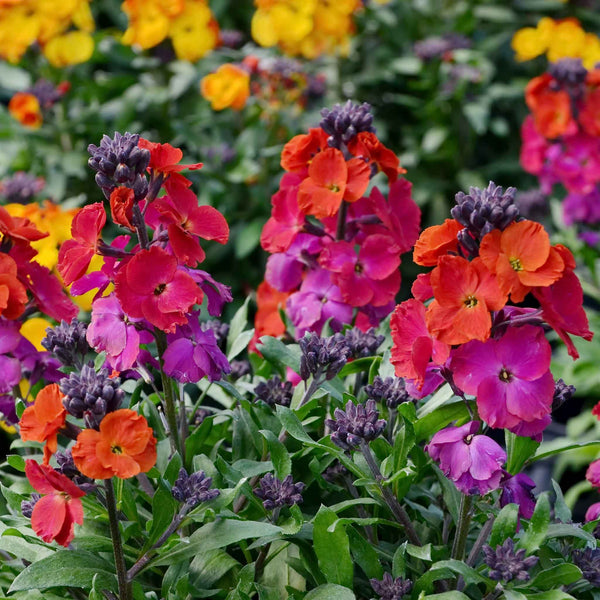 wallflower-passion-mix-shk-