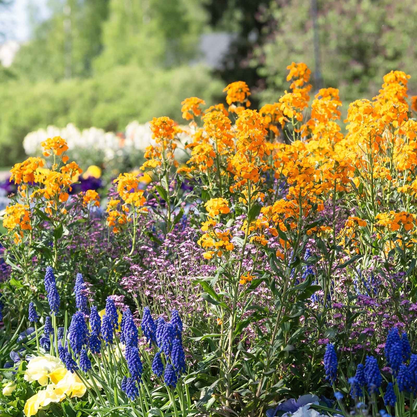 wall flower seeds Bulk Siberian Wallflower Seeds Packet