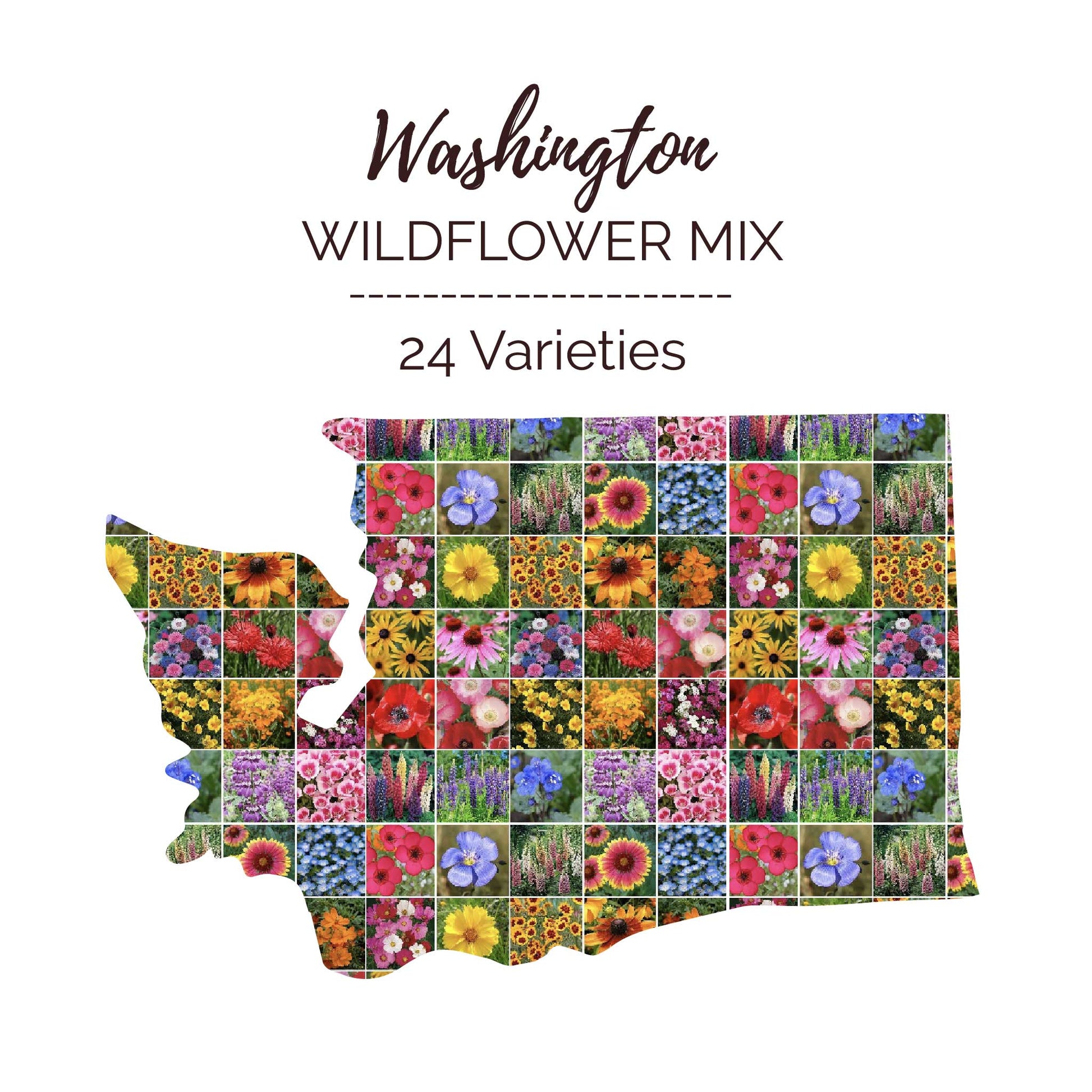 michigan wildflower seeds bulk Bulk Washington Wildflower Seed Mix