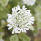 Close-up of a white lace flower with a blurred green background