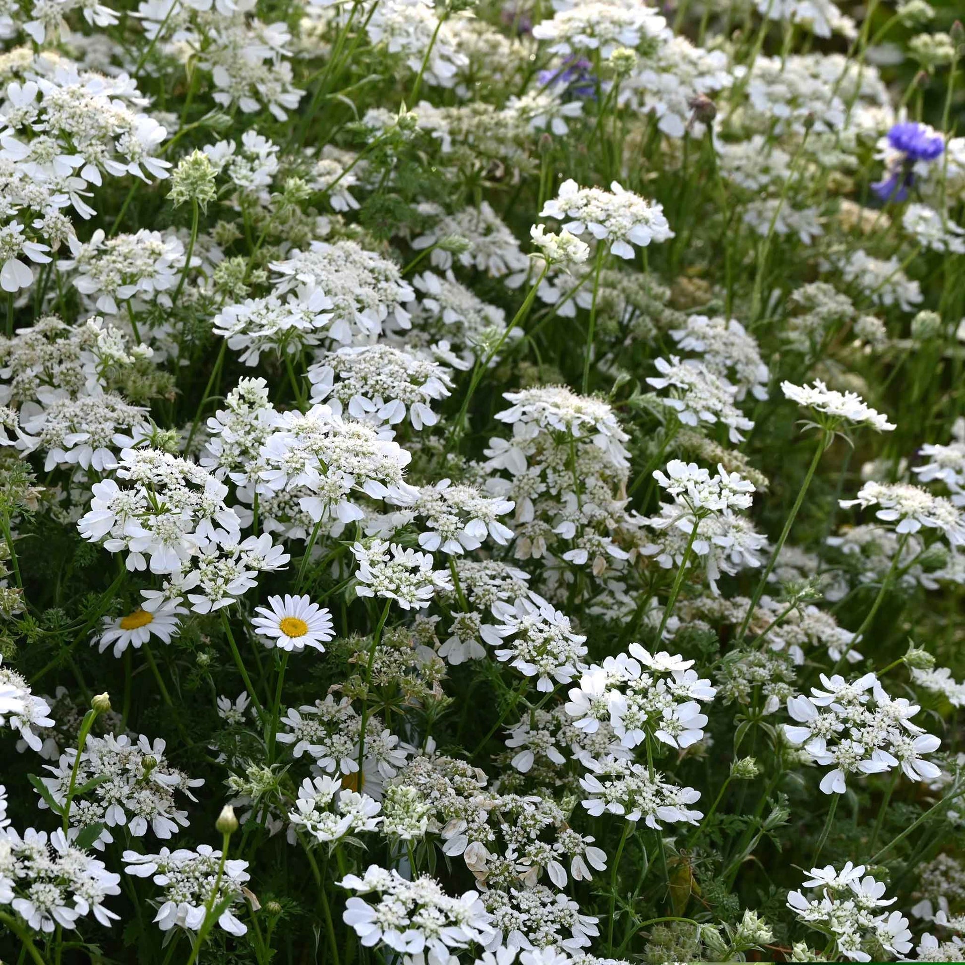 white lace flower seeds Bulk White Lace Seeds