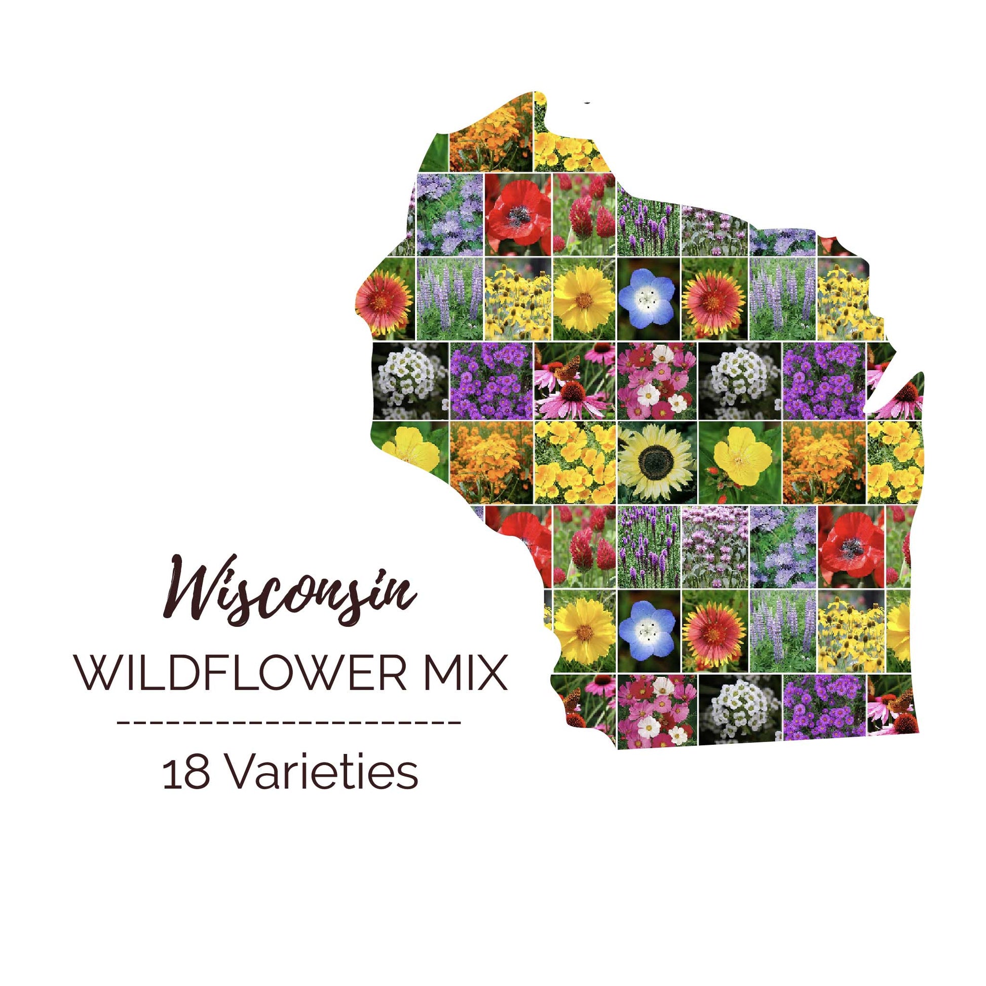wisconsin wildflower seeds Wisconsin Wildflower Seed Mix