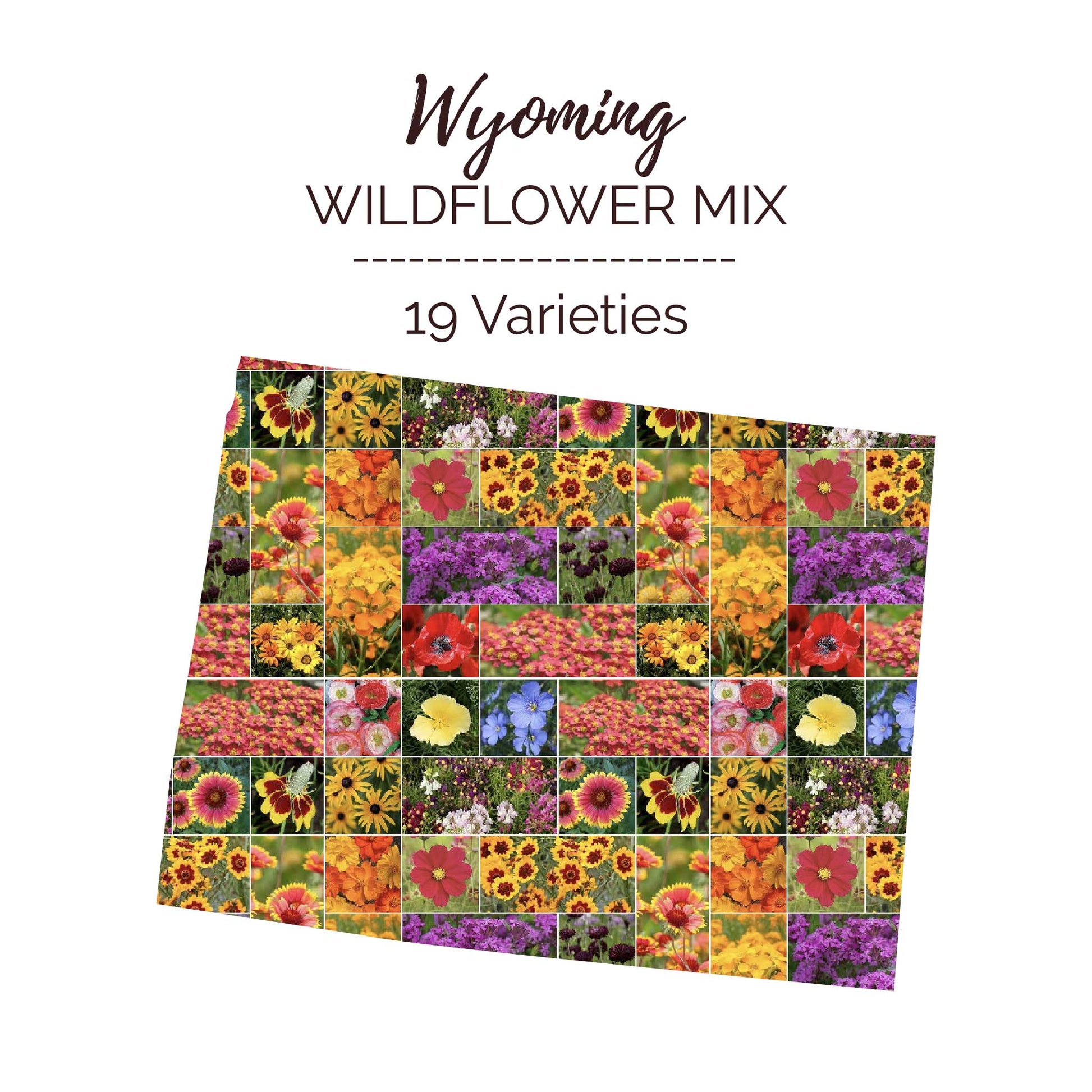 purchase wildflower seeds Bulk Wyoming Wildflower Seed Mix 1 Ounce