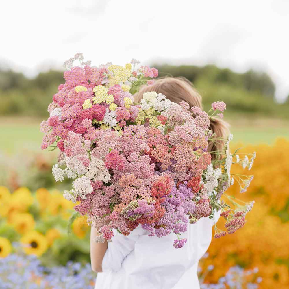 yarrow from seed to flower Bulk Yarrow Seeds