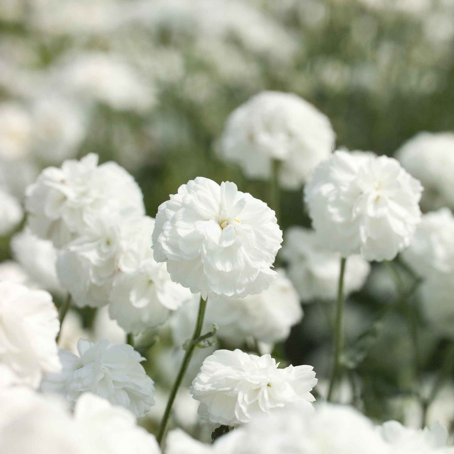 yarrow marshmallow