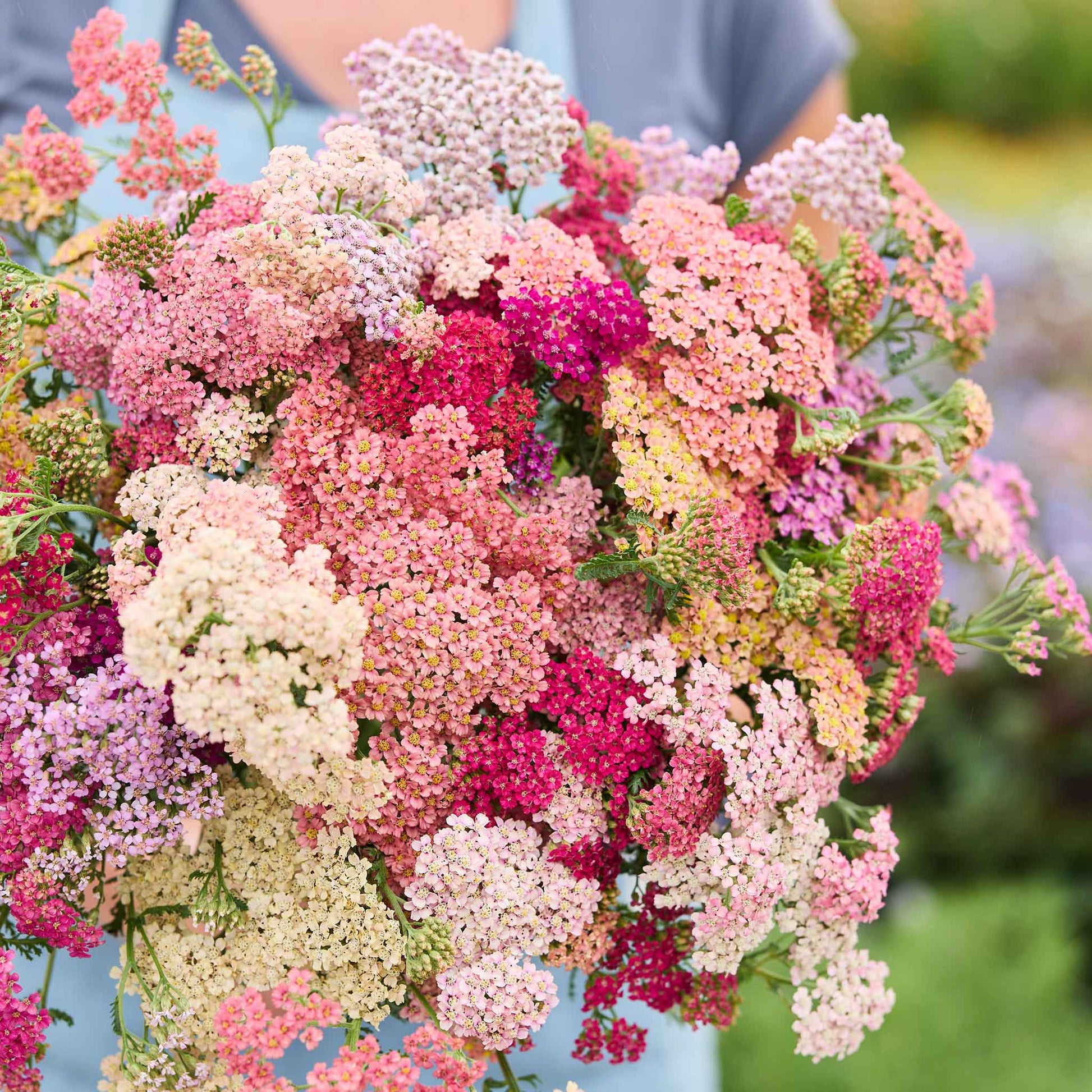 buy summer flower seeds Bulk Yarrow Seeds - Summer Berries