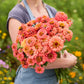 Person holding a bouquet of benary giant coral zinnia flowers in a garden setting