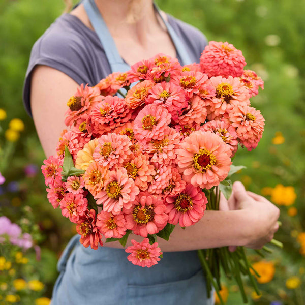 Zinnia Seeds - Benary Giant Coral | Bulk Flower Seeds