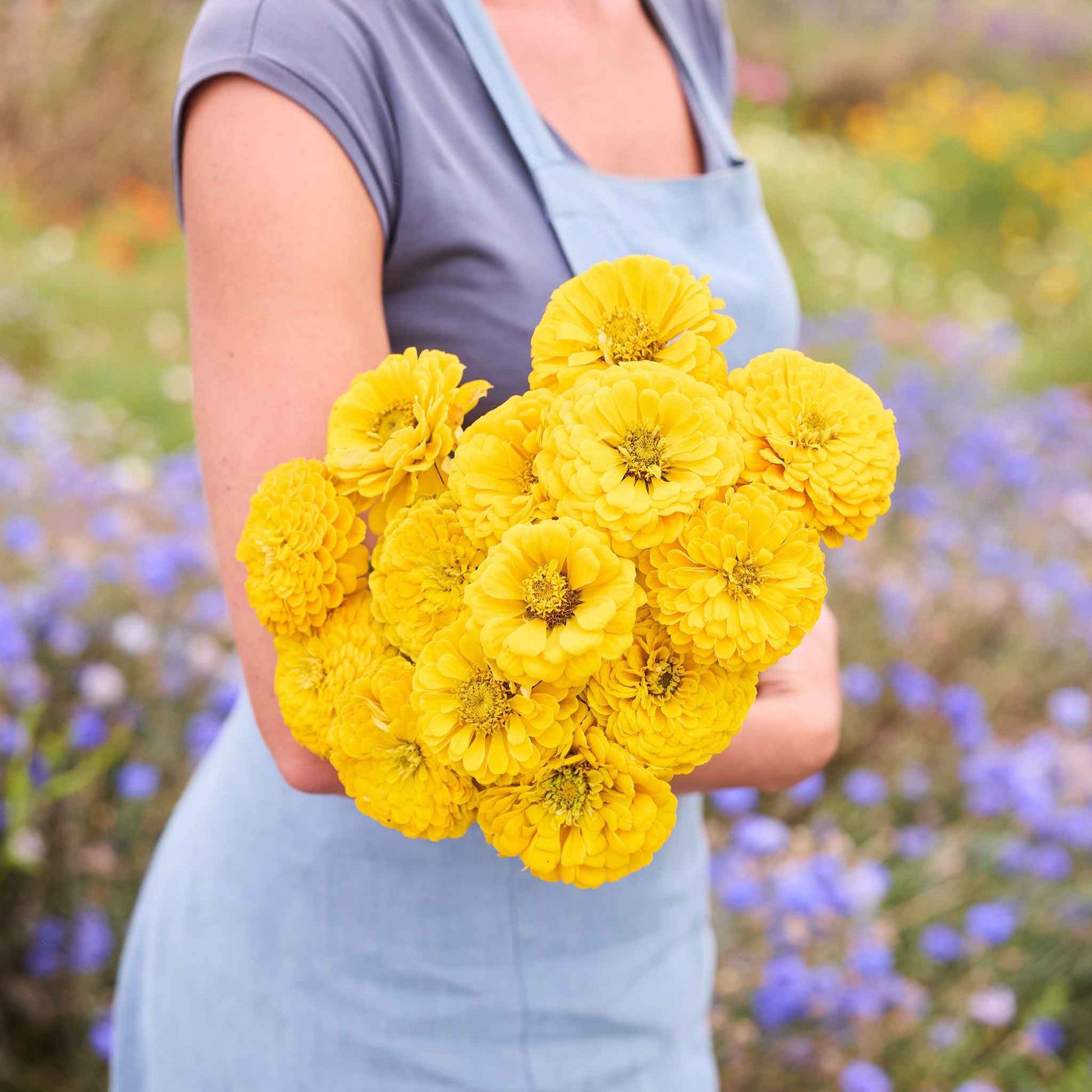 large zinnia flower seeds Bulk Zinnia Seeds - Benary Giant Golden Yellow