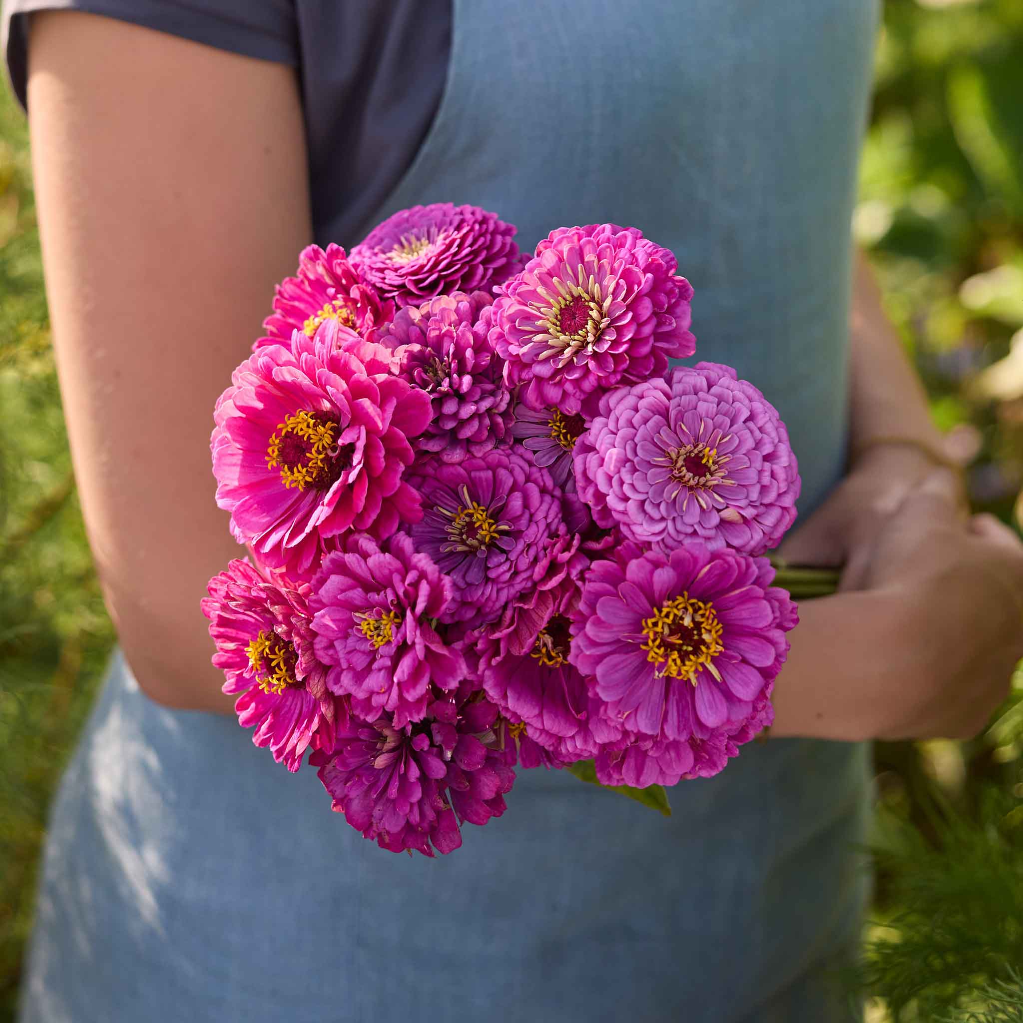 zinnia-benary-giant-lilac-mac-