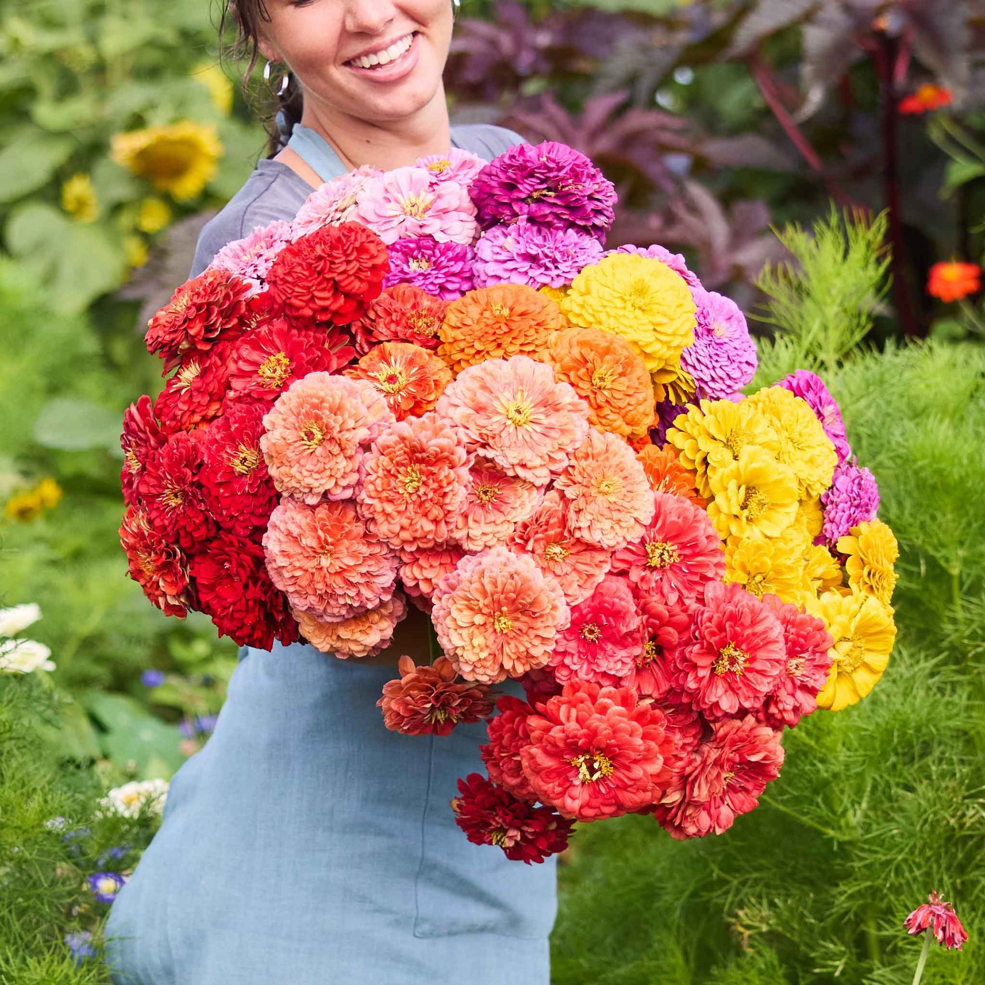 giant zinnia flower seeds Zinnia Seeds - Benary Mix | Bulk Flower Seeds