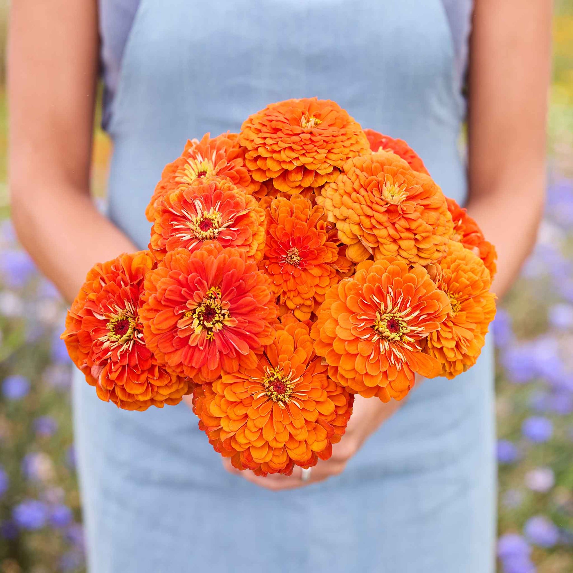 bulk zinnia flower seeds Bulk Zinnia Seeds - Benary Giant Orange