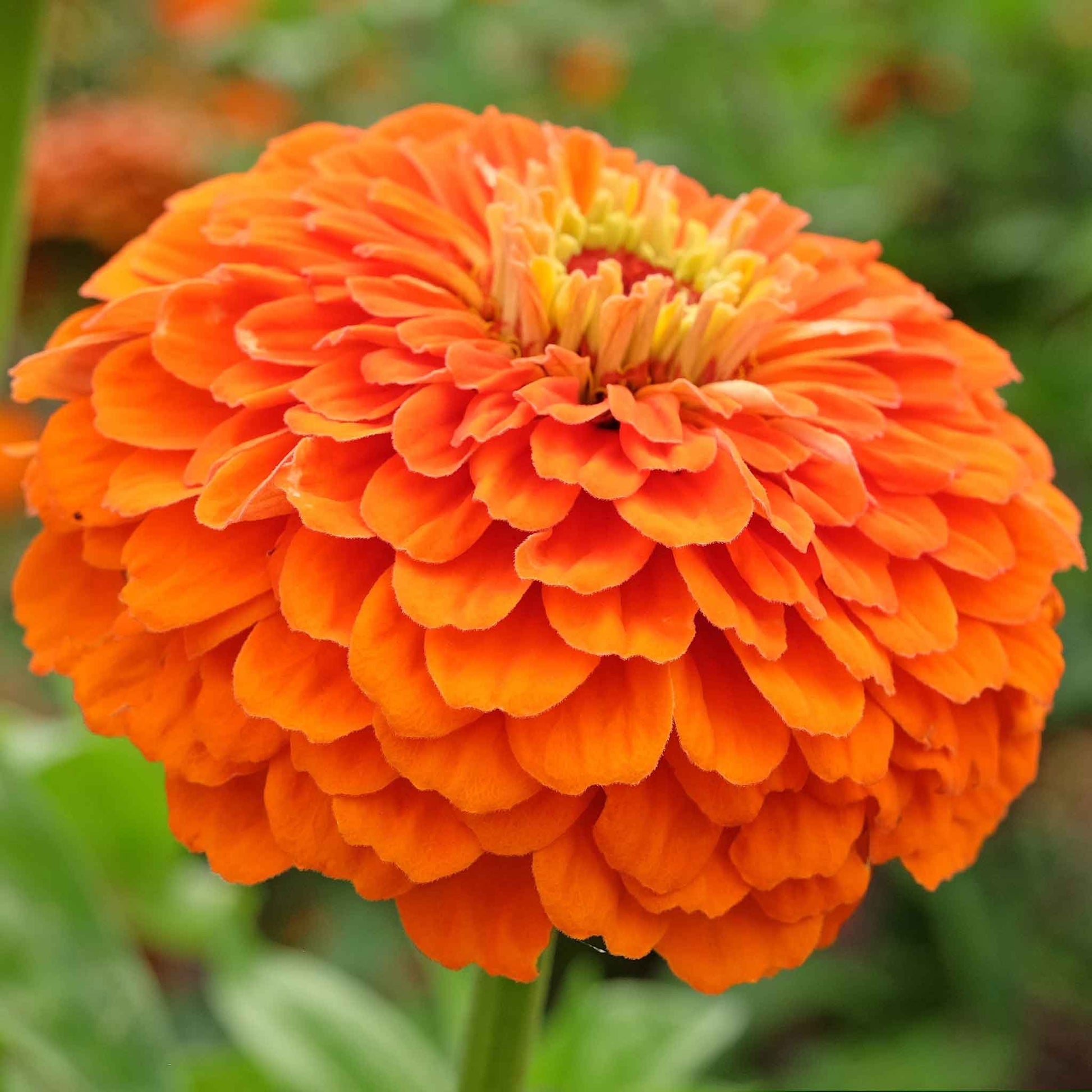 Close-up image of an benary giant orange Zinnia flower with a clearly visible center.