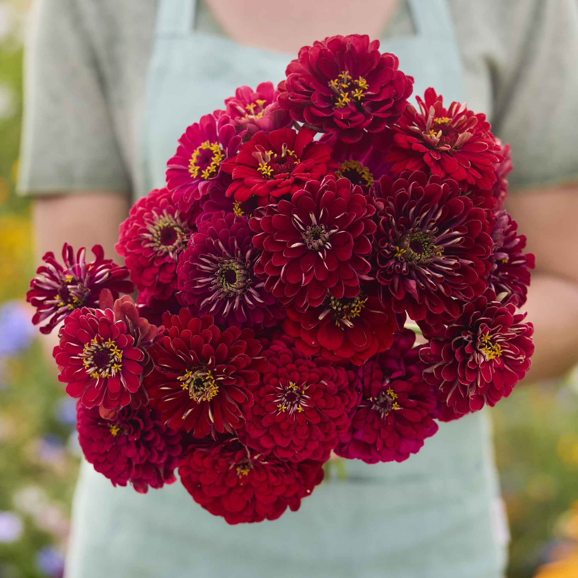 zinnia flower seeds bulk Bulk Zinnia Seeds - Benary Giant Scarlet