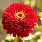 zinnia benary giant scarlet