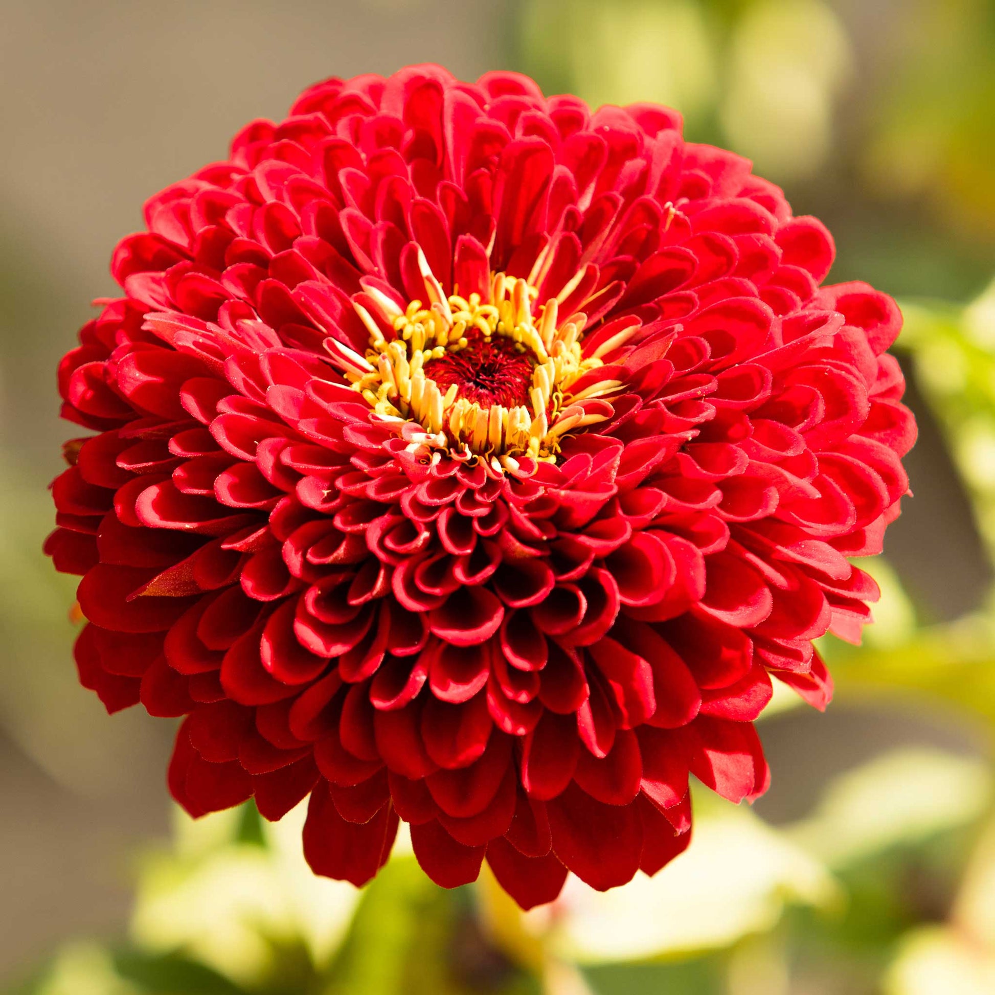 zinnia benary giant scarlet