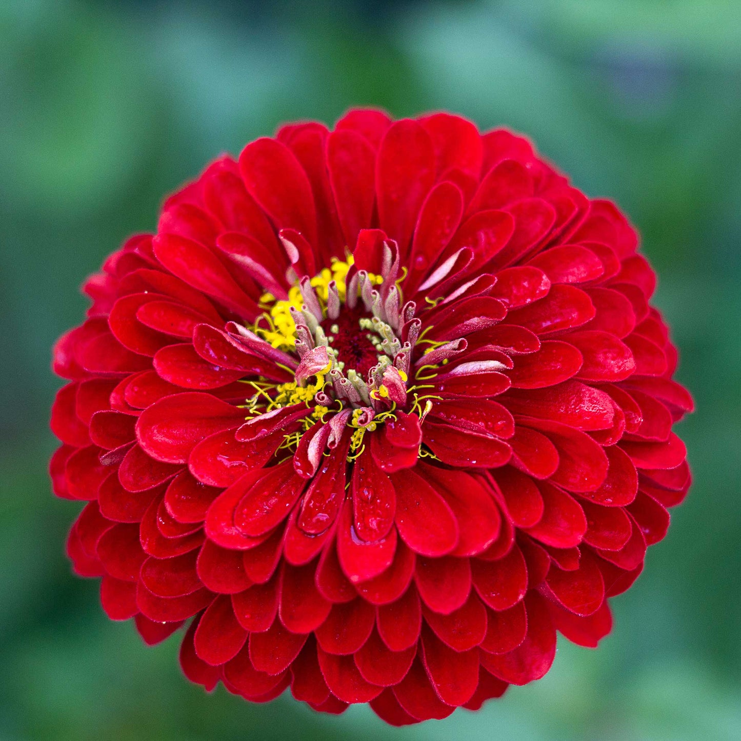 zinnia benary giant scarlet